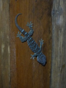 Ahhhhh the lovely gecko, mosquito killer!!! :-)