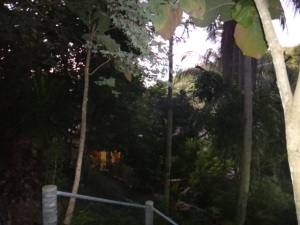 The retreat was set at the top of a hill on Koh Samui, it pretty much dense forest