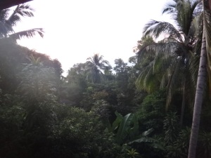 More of the jungle around us